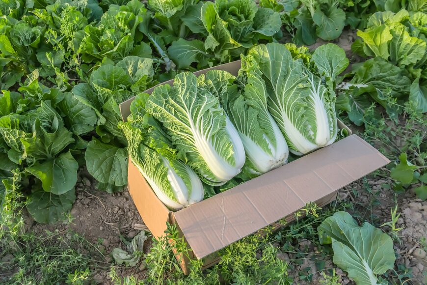 愛知県の住宅街で発見された「野菜の無人販売所」　ワイルドすぎる販売方法が話題に