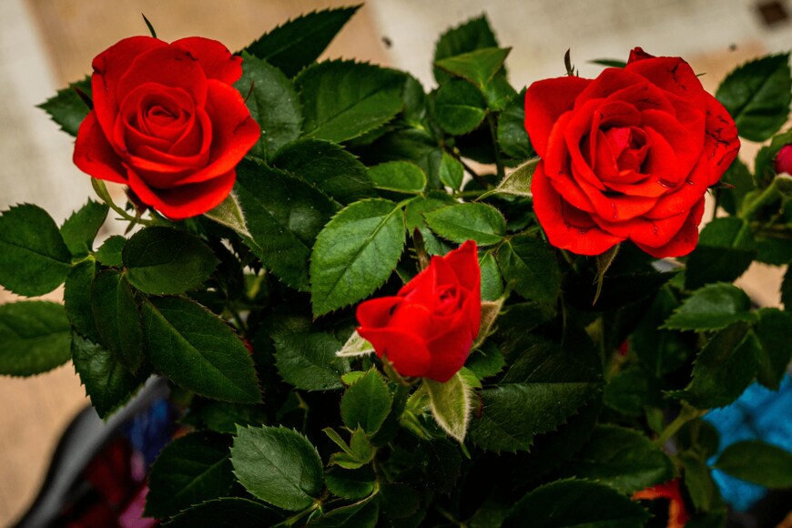                                                                  Lubomir Vladikov/shutterstock.com