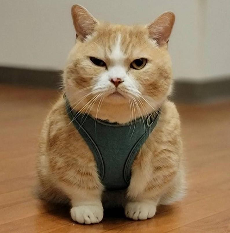 出所：@nekotansoku 