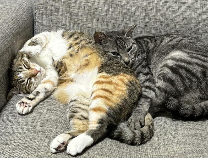 出所：@totomaru_hanmi