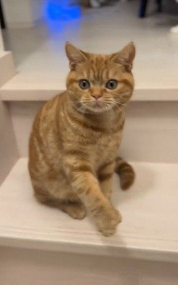 出所：@mocchinokimochi