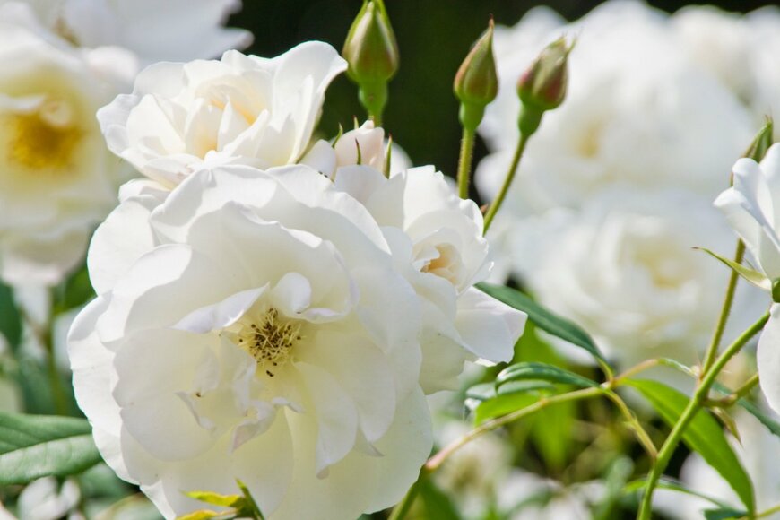 zzz555zzz/shutterstock.com