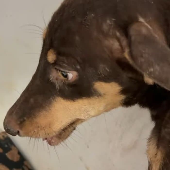 顎を骨折した仔犬を救助。ゆっくり回復していく様子に応援の輪が広がる