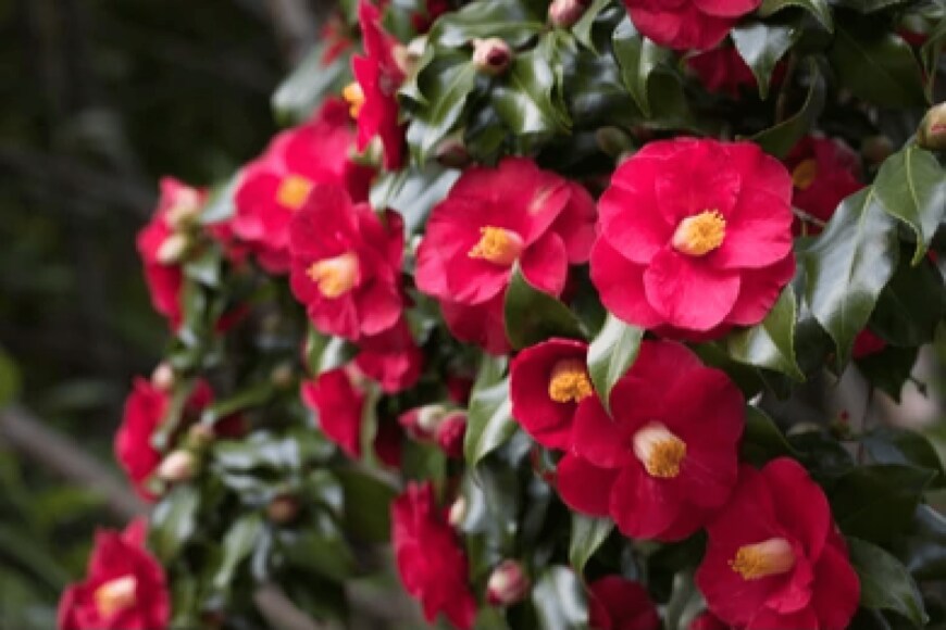                                                               VDB Photos/shutterstock.com