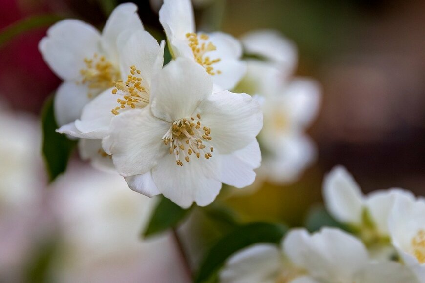 【ガーデニング】見目麗しく香りよし「庭や玄関を飾る」美しい花咲く低木7選