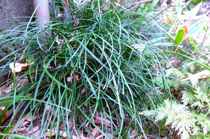 植えてよかったグランドカバー植物と常緑多年草、リュウノヒゲ