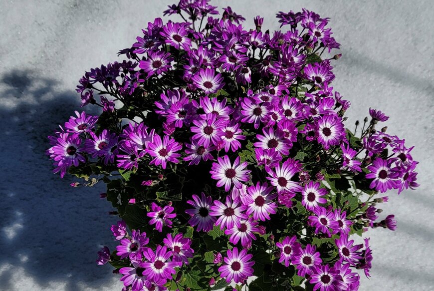 豪華な花がモリモリ咲くセネッティの著者撮影写真