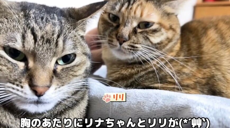飼い主さんの胸の上に乗る猫ちゃんたち