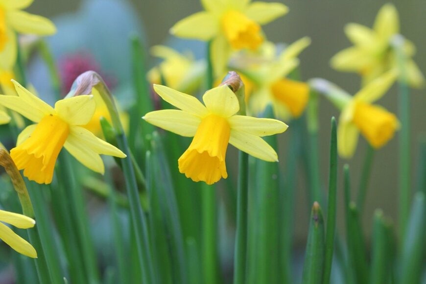 黄色いスイセンの花が満開