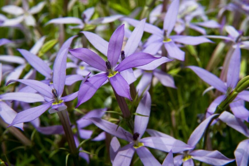 星形の小花がかわいらしい「イソトマ」