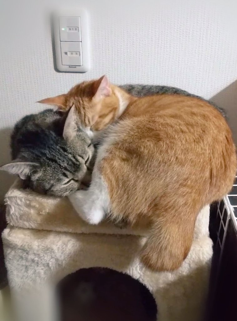 抱き合う猫