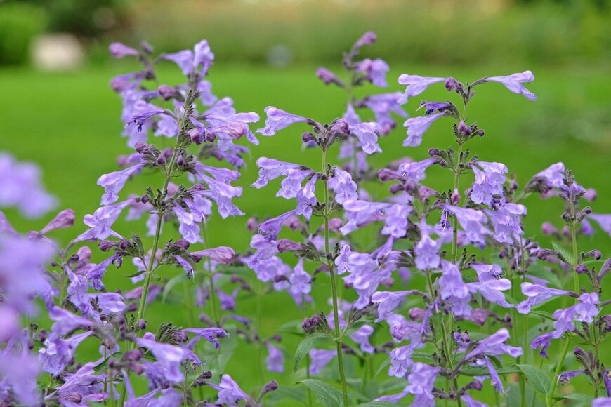 淡い紫の花を穂状に咲かせている、ネペタ