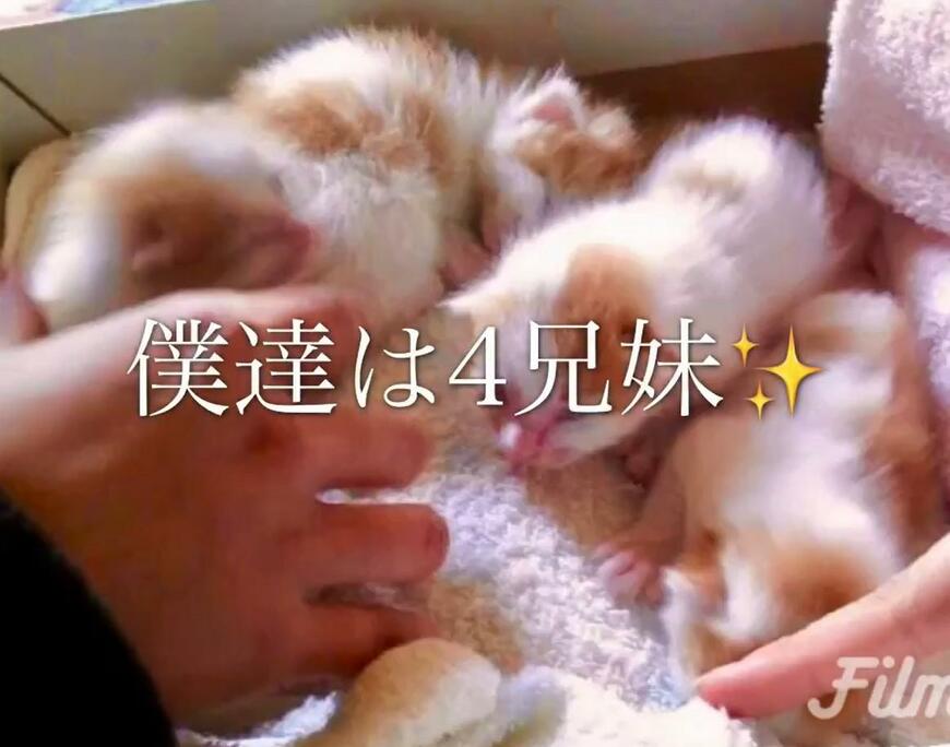 4匹の子猫