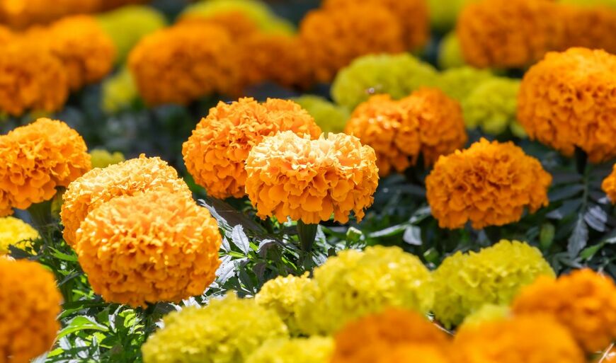 ビタミンカラーの花がかわいらしい「マリーゴールド」