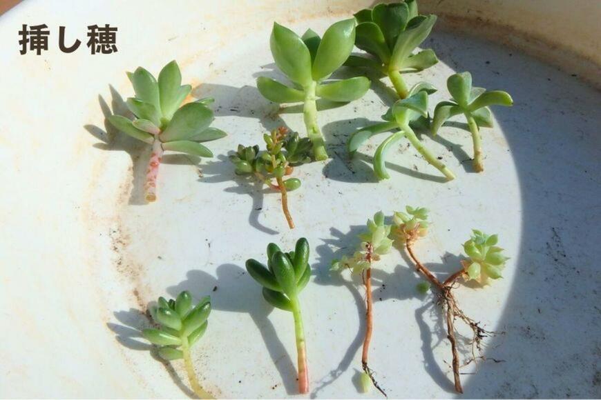 多肉植物の植え替えのための挿し穂