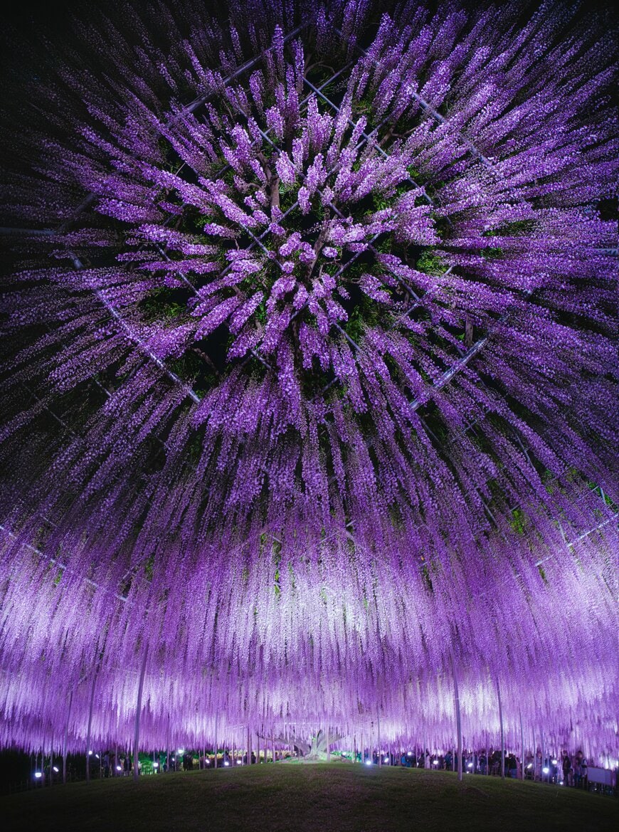 幻想的で壮大な大藤