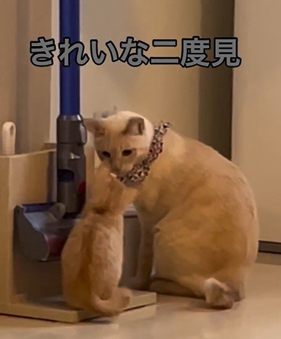 2度見する猫