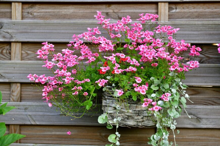 ディアスキアの花。バスケットに植えられている。