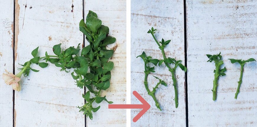 カットしたペチュニアの茎で挿し穂をつくる写真