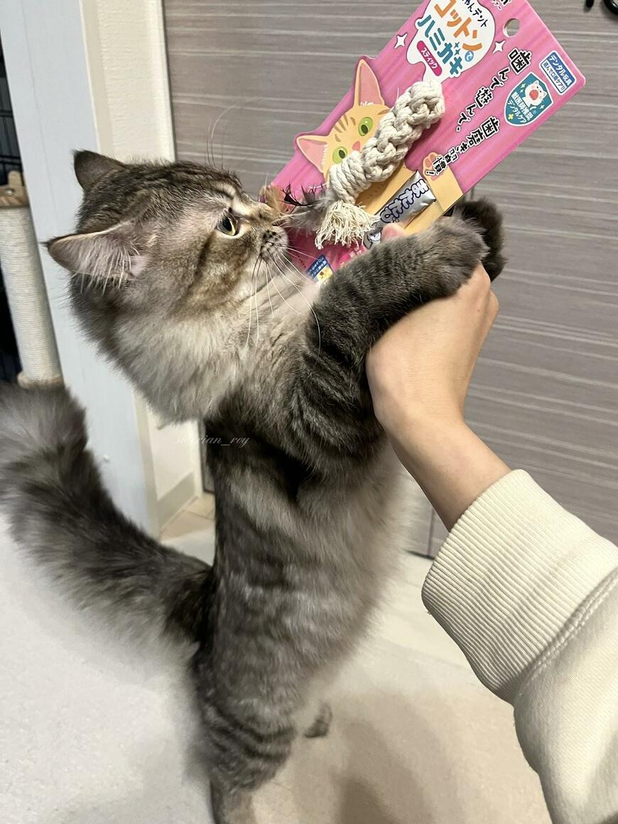 歯みがき用品に夢中の猫