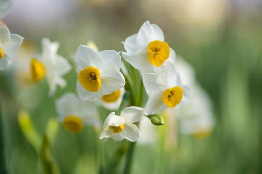 ニホンズイセン。白い花色。