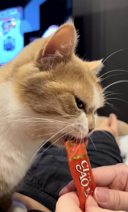 おやつを食べる猫