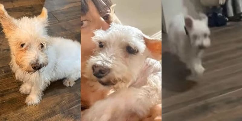 里親のもとで元気に暮らすヒラルド