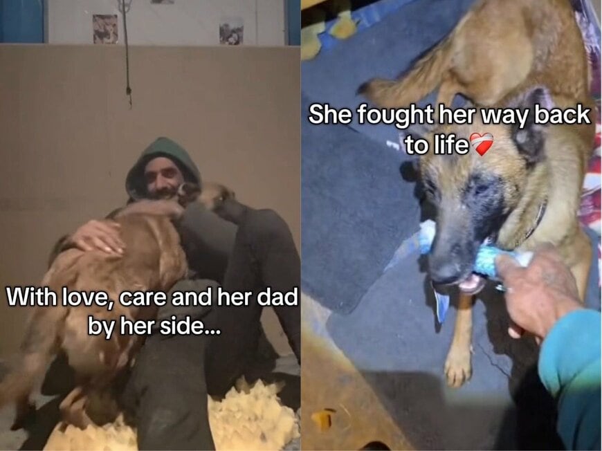 出所：<u><a href="https://www.instagram.com/p/DXqu8KZCPx9/" target="_blank">@bronxfamiliaanimalshelter</a></u>