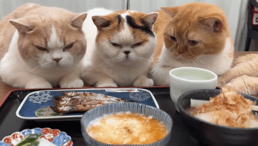 サンマが食べたい猫たち