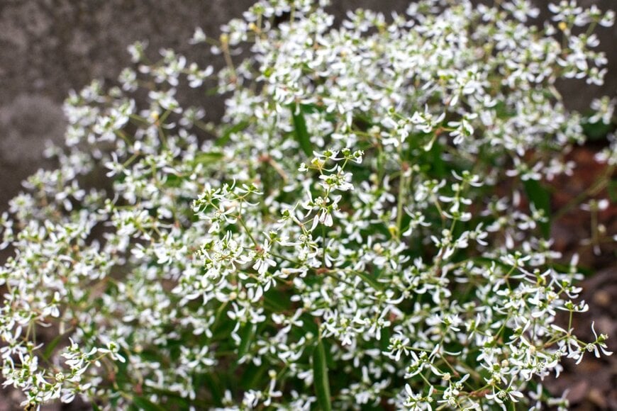 白い小花を咲かせている、ユーフォルビア・ダイアモンドフロスト