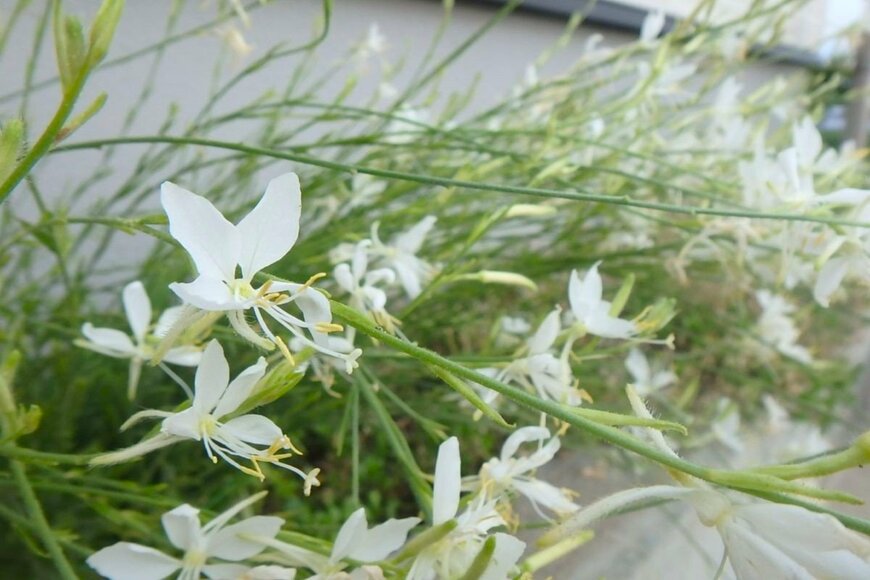 白い花を咲かせている、ガウラ