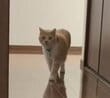 【まさか】猫が「予想外のポーズ」を披露！同居猫への面白すぎる反応に笑ってしまう