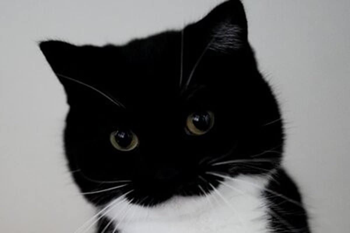 本当なのか…？】何かを発見した猫の表情に思わず二度見 普段のかわいい