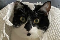 ブランケットに夢中になっていた猫さん　芸術的な姿が可愛いと話題