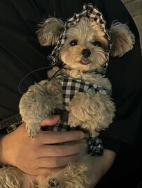 【意外】4歳の犬が散歩中に「聞かれがちなこと」　思わず納得の光景が話題