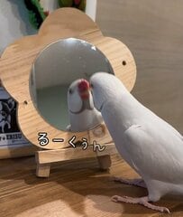 【インコ】会話してると思いきや、実は全然会話になってないインコのやりとりに何故かハマってしまう（笑）