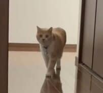 【まさか】猫が「予想外のポーズ」を披露！同居猫への面白すぎる反応に笑ってしまう