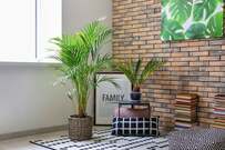 観葉植物をもっと元気に育てるコツ｜光環境・水やり・肥料・鉢選びの基本を解説