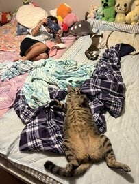 ベッドでくつろぐ家族の手前で「おっさん」のように寝そべる猫の貫禄に脱帽