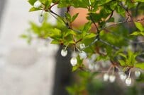 狭い庭でも里山気分！育てやすい中低木で叶える【雑木の庭】ナチュラル＆ローメンテな庭木7選