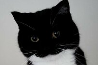 【本当なのか…？】何かを発見した猫の表情に思わず二度見　普段のかわいい顔との比較に衝撃