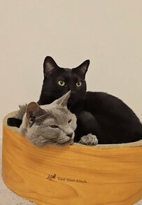 2匹仲良くお休み中かと思いきや→角度を変えた瞬間「立体感がすごい！！」「猫アート！！！」