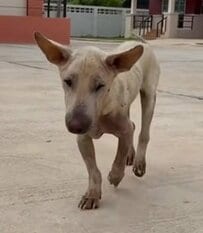 首に大きな傷…街をさまよっていた犬→保護後に見せた穏やかな表情に涙