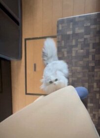 ママが出かけると察した猫ちゃん　まさかの阻止行動に心をくすぐられる