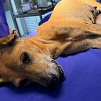 大きな腫瘍ができた犬を救助、穏やかに回復していく姿に心打たれる