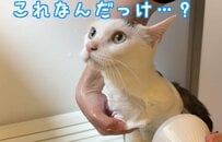「賢くて天才！」元保護猫の〈1年ぶりのシャンプー〉の様子が可愛い「頑張ったね」「暴れずに入れてエラい」の声