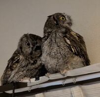 【健気なフクロウ】同居フクロウを待ち…羽繕いをしてもらったときの表情が可愛い！