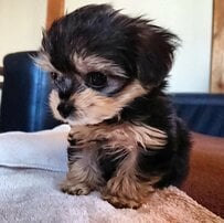 「犬の成長ってすごい」小型犬が成長、衝撃的な変化に驚きの声が続出！