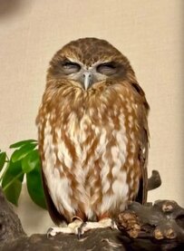 【神々しいフクロウ】眠っているだけなのにかっこいい！モデルのような立ち姿にも注目