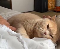 お母さんに腕枕してもらう猫　その横には…「わかりやすい顔」でヤキモチを妬く猫がかわいい